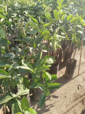 NARANJA TANGELO INJERTADO