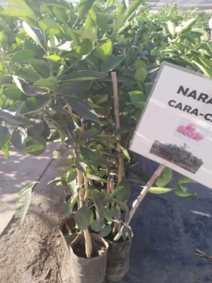 NARANJA CARA CARA INJERTADO