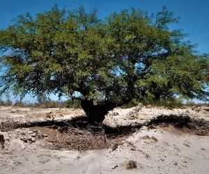 TAMARUGO INJERTADO