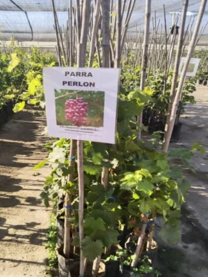 UVAS (DIFERENTES TIPOS)