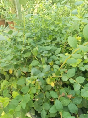 ARÁNDANO INJERTADO