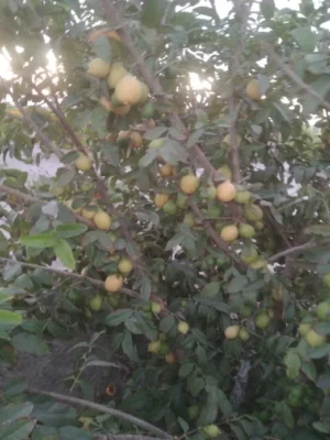 GUAYABA ROJA (DE SEMILLA)