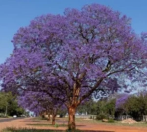 JACARANDA INJERTADO