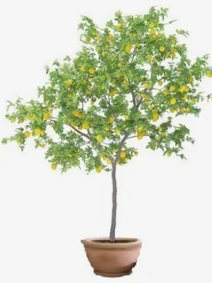 LIMÓN SUREÑO INJERTADO GIGANTE CON FRUTOS