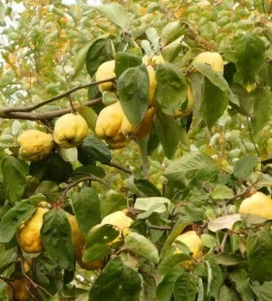 MEMBRILLO INJERTADO