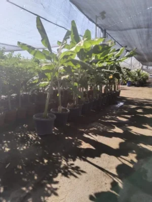 PLATANO DOMINGO INJERTADO