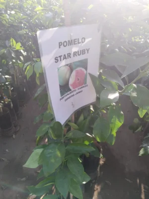 POMELO INJERTADO