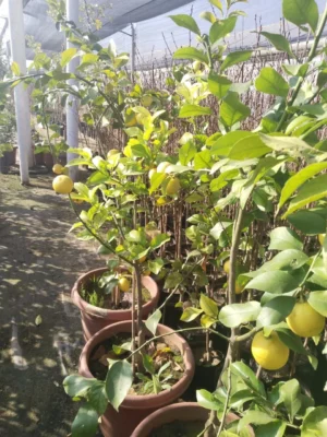 Limón Eureka injertado con frutos + maceta