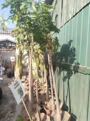 Papayo injertado con frutos + maceta