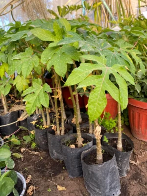 papayo pequeño